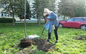 Naczelnik Biura Rady za pomocą łopaty rozgarnia ziemię w miejscu, w kt&oacute;rym zostanie posadzone kolejne drzewo.