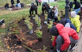 9 października 2026 roku na bulwarze im. Macieja Kilarskiego w Malborku odbyła się kolejna akcja nasadzeń roślin, w kt&oacute;rej uczestniczyli uczniowie malborskich szk&oacute;ł podstawowych 3