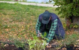 9 października 2026 roku na bulwarze im. Macieja Kilarskiego w Malborku odbyła się kolejna akcja nasadzeń roślin, w kt&oacute;rej uczestniczyli uczniowie malborskich szk&oacute;ł podstawowych 5