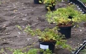 9 października 2026 roku na bulwarze im. Macieja Kilarskiego w Malborku odbyła się kolejna akcja nasadzeń roślin, w kt&oacute;rej uczestniczyli uczniowie malborskich szk&oacute;ł podstawowych 8