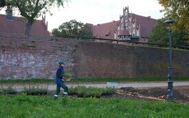 9 października 2026 roku na bulwarze im. Macieja Kilarskiego w Malborku odbyła się kolejna akcja nasadzeń roślin, w kt&oacute;rej uczestniczyli uczniowie malborskich szk&oacute;ł podstawowych 33